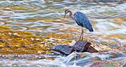 Heron Hunting At Sunrise_P1170908.jpg - Great Blue Heron (Ardea herodias) photographed along the Rideau Canal Waterway at Smiths Falls, Ontario, Canada.
